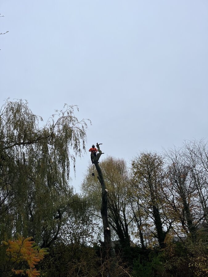 Tree surgeon climbing mature deciduous tree for crown reduction, working at height with harness and rigging