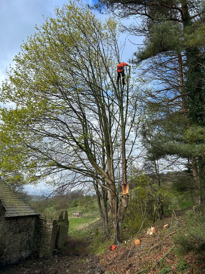 Tree surgeon performing sectional felling on large oak next to stone building County Durham, chainsaw and climbing rope visible